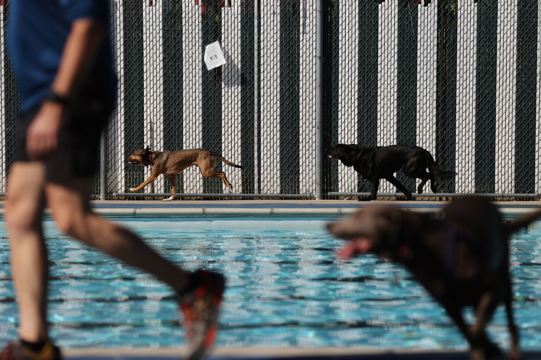 091320-news-dog splash 33.jpg